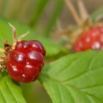 Knyazhenika: Conservación de compuestos aromáticos y vitamina C