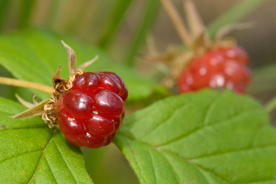 Knyazhenika: Conservación de compuestos aromáticos y vitamina C