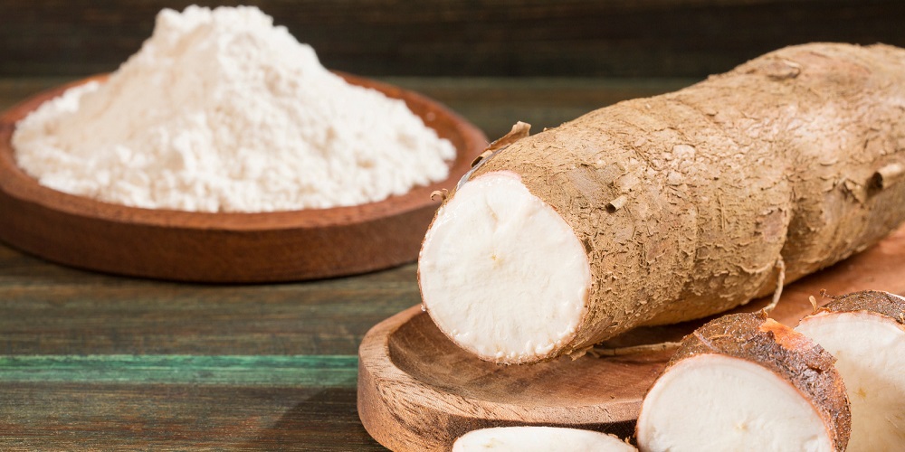 Tapioca: necesidad de tratamiento térmico